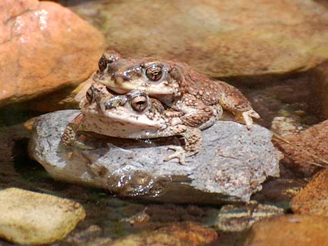 Red-spotted Toad (Anaxyrus punctatus)