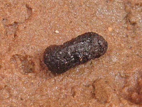 Red-spotted Toad (Anaxyrus punctatus)