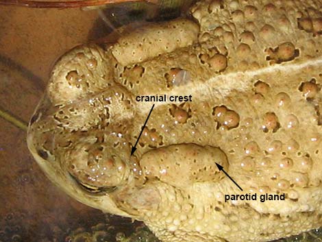 Woodhouse's Toad (Anaxyrus woodhousei)