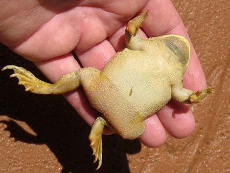 Woodhouse's Toad (Anaxyrus woodhousei)