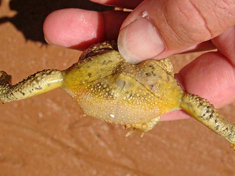 Woodhouse's Toad (Bufo woodhousii)