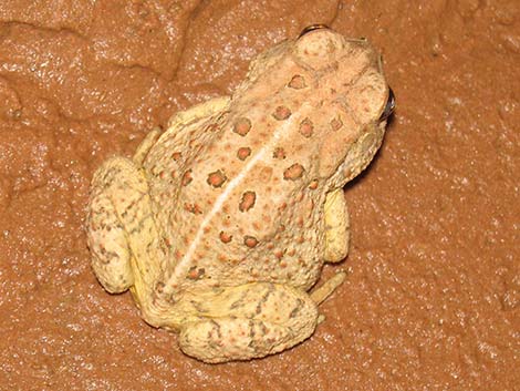 Woodhouse's Toad (Anaxyrus woodhousei)