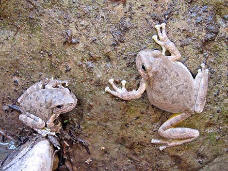 Canyon Treefrog (Hyla arenicolor)