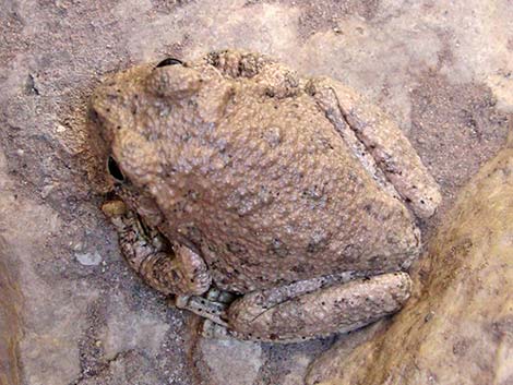 Canyon Treefrog (Hyla arenicolor)