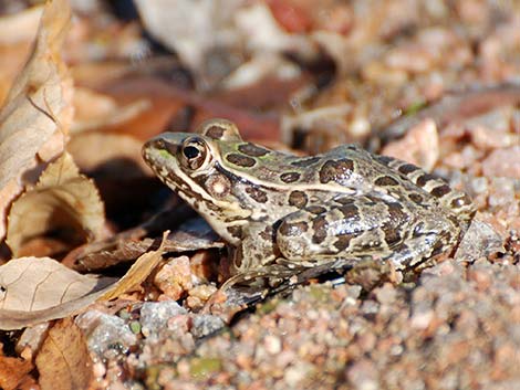 Rio Grande Leopard Frog (Rana berlandieri)