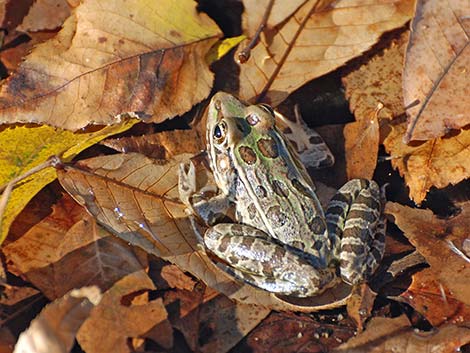 Rio Grande Leopard Frog (Rana berlandieri)