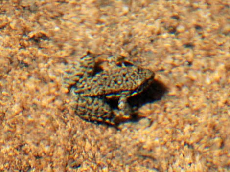 Mountain Yellow-legged Frog (Rana muscosa)