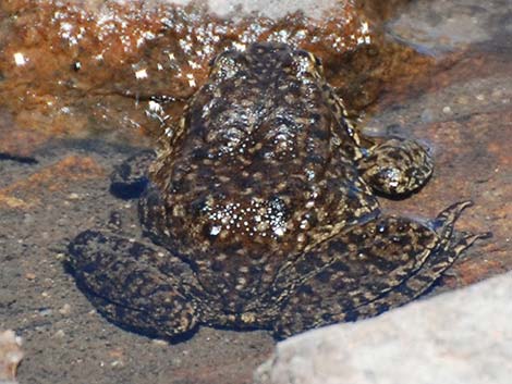 Mountain Yellow-legged Frog (Rana muscosa)