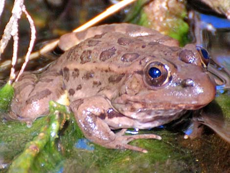 Relict Leopard Frog (Lithobates onca)