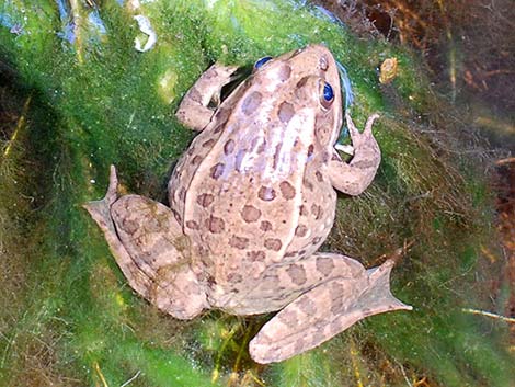 Relict Leopard Frog (Lithobates onca)