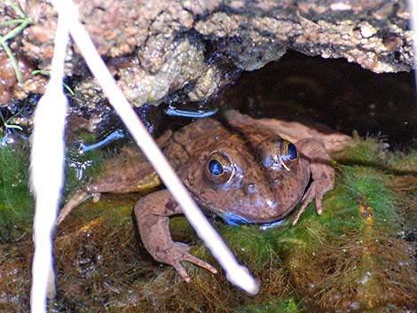 Relict Leopard Frog (Lithobates onca)