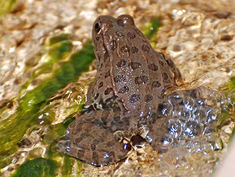 Lowland Leopard Frog (Rana yavapaiensis)