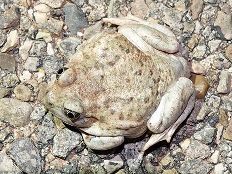 Great Basin Spadefoot (Spea intermontana)