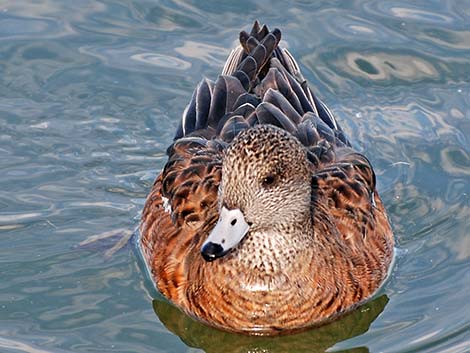 American Wigeon (Anas americana)