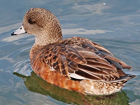 American Wigeon (Anas americana)