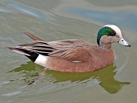 American Wigeon (Anas americana)