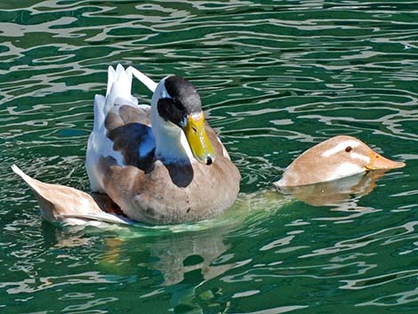 Barnyard Duck (Anas domesticus)