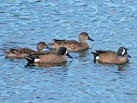 Blue-winged Teal (Anas discors)