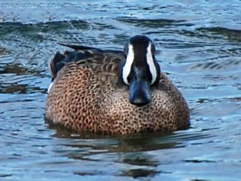 Blue-winged Teal (Anas discors)