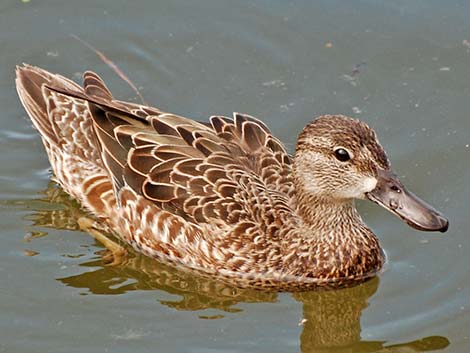 Blue-winged Teal (Anas discors)