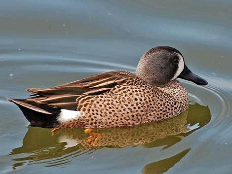 Blue-winged Teal (Anas discors)