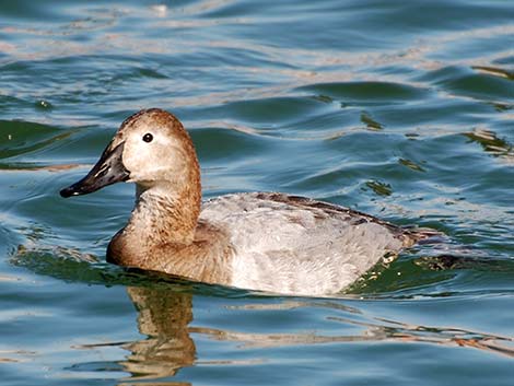 Canvasback (Aythya valisineria)