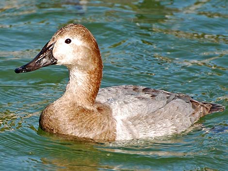 Canvasback (Aythya valisineria)