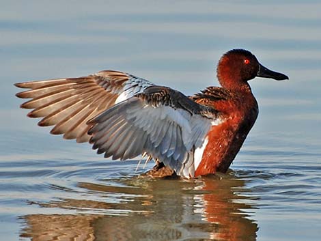 Cinnamon Teal (Anas cyanoptera)