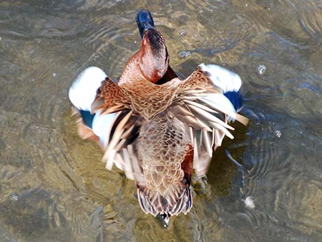 Cinnamon Teal (Anas cyanoptera)