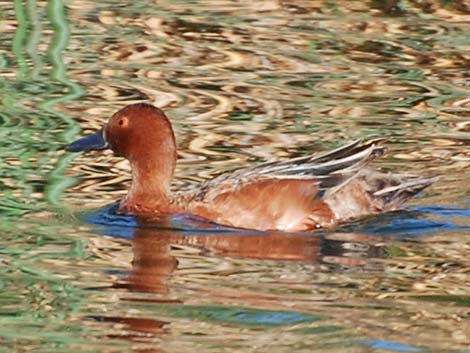 Cinnamon Teal (Anas cyanoptera)