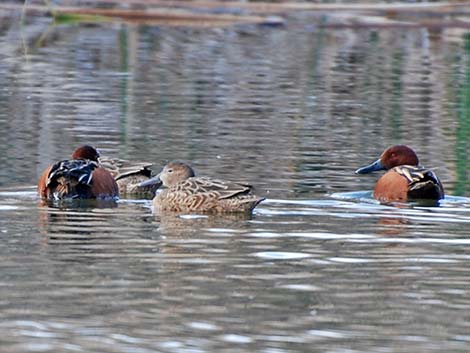 Cinnamon Teal (Anas cyanoptera)