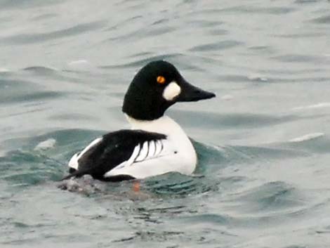 Common Goldeneye (Bucephala clangula)