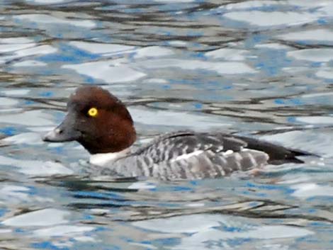 Common Goldeneye (Bucephala clangula)