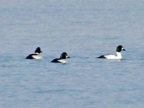 Common Goldeneye (Bucephala clangula)