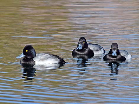 Greater Scaup (Aythya marila)