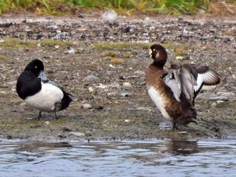 Greater Scaup (Aythya marila)