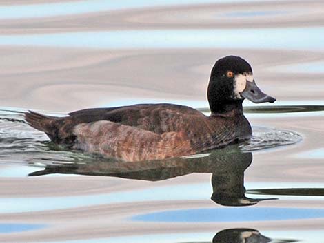 Greater Scaup (Aythya marila)