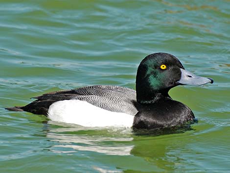 Greater Scaup (Aythya marila)