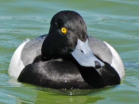 Greater Scaup (Aythya marila)