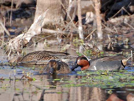 Green-winged Teal (Anas crecca)