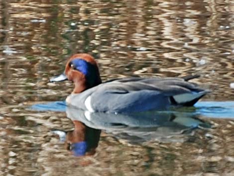 Green-winged Teal (Anas crecca)