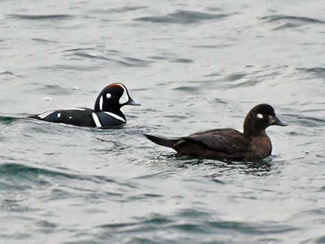 Harlequin Duck (Histrionicus histrionicus)