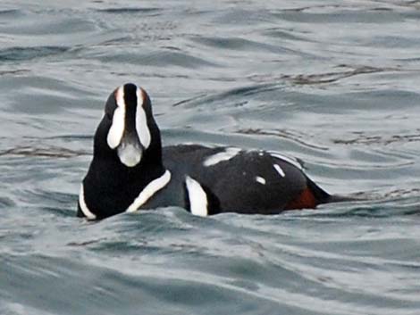 Harlequin Duck (Histrionicus histrionicus)