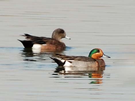 Wild Hybrid Duck (Anas)