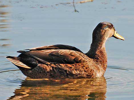 American Black Duck