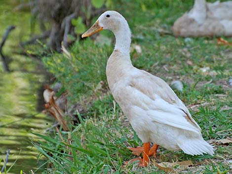 Indian Runner Duck (Anas platyrhynchos)