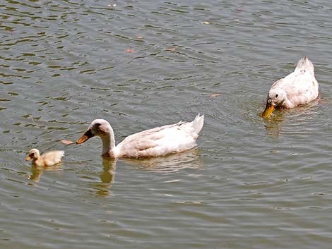 Indian Runner Duck (Anas platyrhynchos)