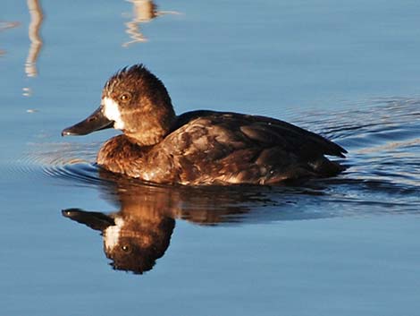 Lesser Scaup (Aythya affinis)