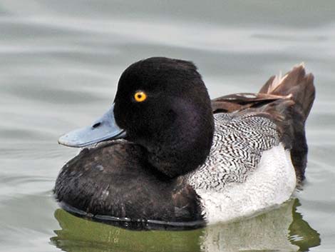 Lesser Scaup (Aythya affinis)