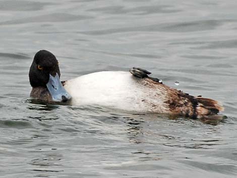 Lesser Scaup (Aythya affinis)